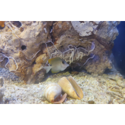 Ctenochaetus tominiensis S